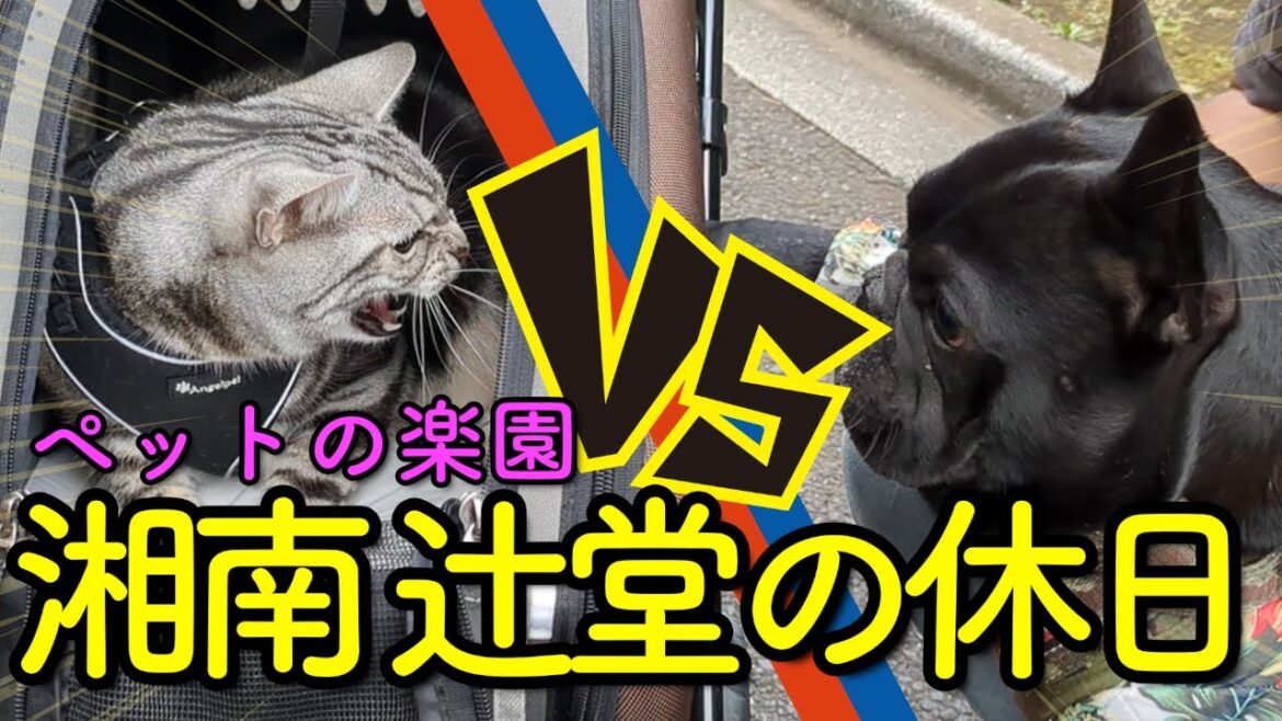 【猫動画】フレンチブルドッグのクッキー再び！ペットの楽園 湘南 辻堂海浜公園で二匹の仲は深まるのか？