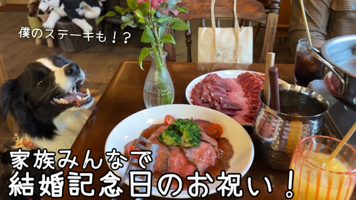 家族皆で結婚記念日のお祝い！大好きなお店でウキウキのボーダーコリー！もちろんナツのステーキも😊とっても素敵な記念日！【ミナファーム】【マルヤマる】