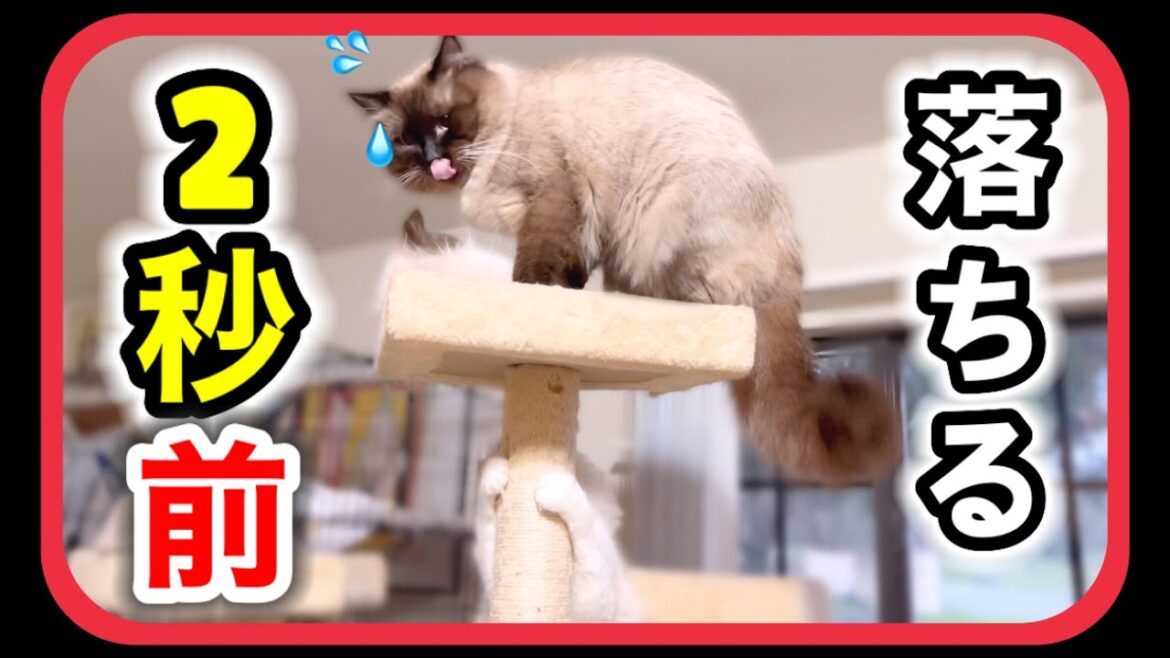 メス猫にちょっかい出したスケベな猫にバチが当たりました...🫢【多頭飼い】 #猫 #ラグドール
