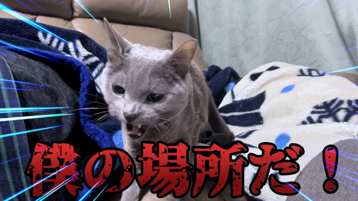 【フェレット&猫】賑やかな3匹1日どのように過ごしているのか 【フェレット&猫】賑やかな3匹1日どのように過ごしているのか