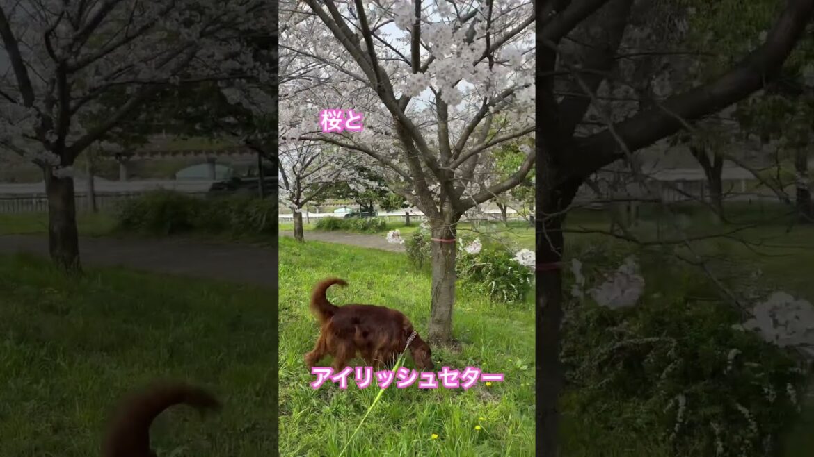 桜とアイリッシュセター　#shorts #irish setter #桜と犬　#cherry blossom