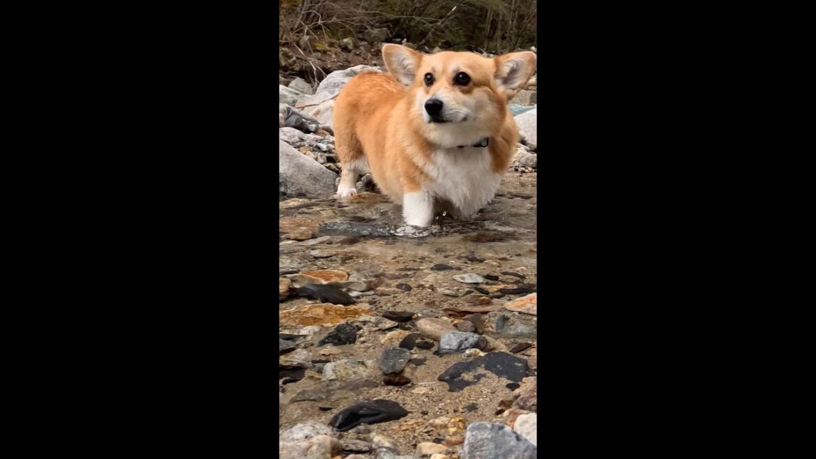 川を歩くコーギー / corgi walking in the river #コーギー #corgi #サクラ