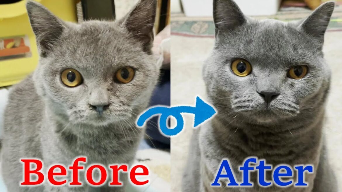 病弱だった子猫のビフォーアフター【”解放”された子猫の「むくた」】 病弱だった子猫のビフォーアフター【"解放"された子猫の「むくた」】