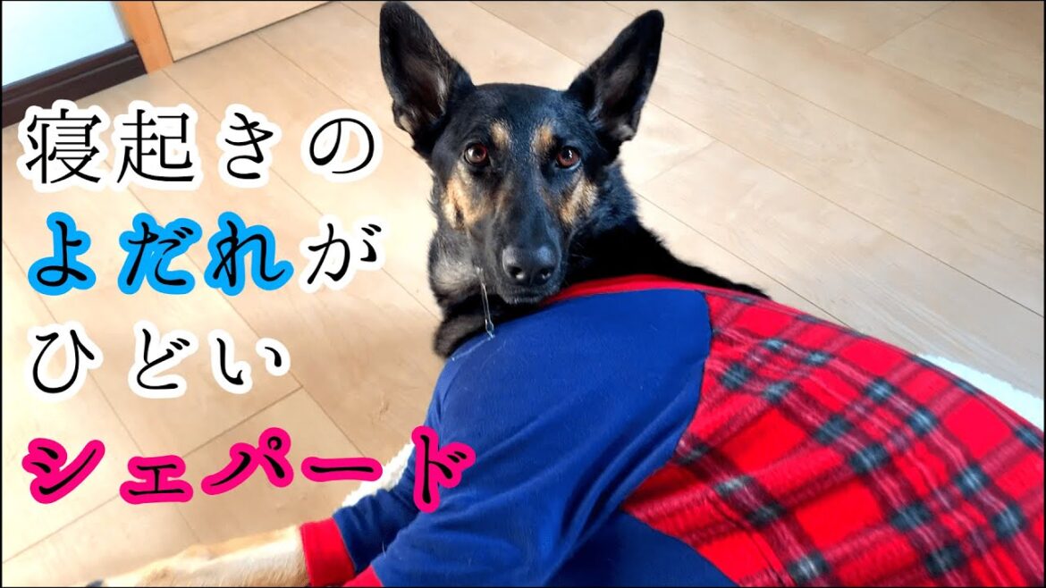 寝起きのよだれがひどすぎるシェパード犬【German Shepherd】 Pls Look At My Dog's Drooling A Lot!