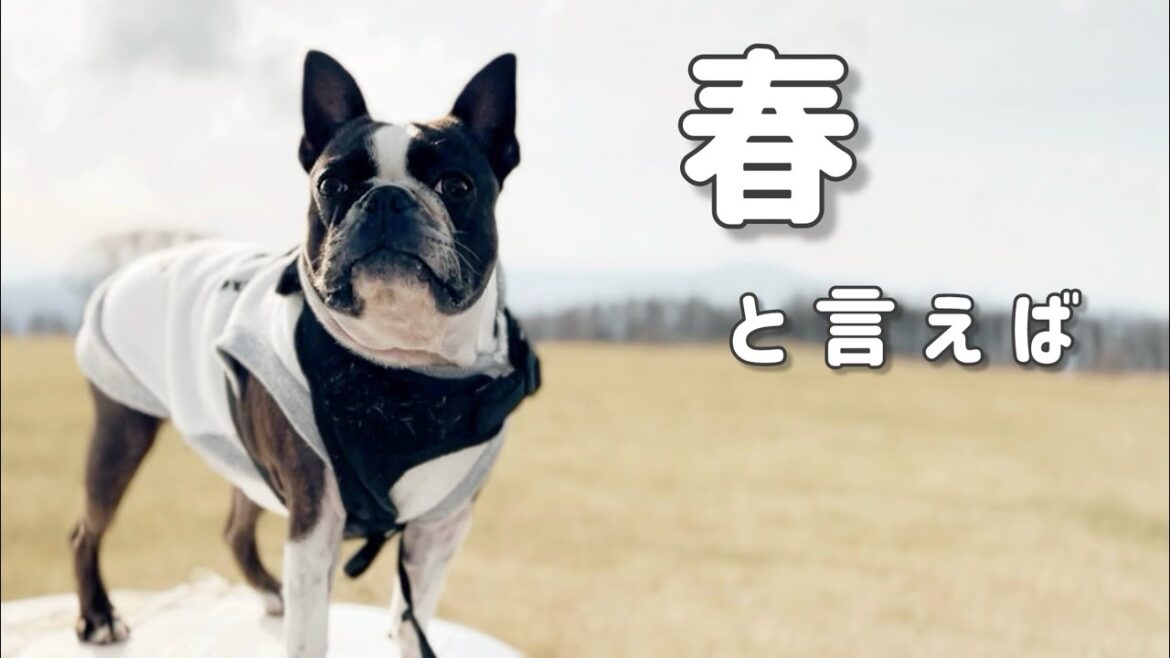 みなさんはもう見に行きましたか？春の定番、あの場所へ…【ボストンテリア】