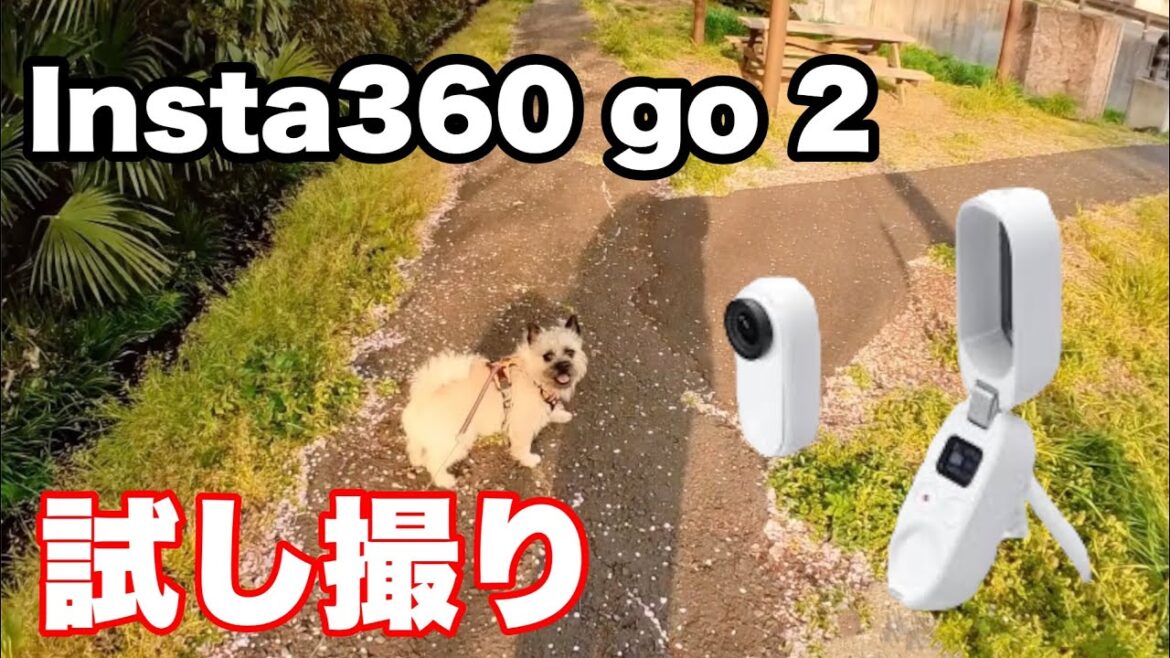 Insta360go2/まめ散歩/ケアーンパグ/ケアンテリア/パグ/ハーフ犬/春/ショート動画