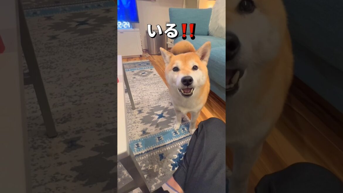 犬用おやつ【柿の種】に大喜び🐶🐶‼️#柴犬 #チワワ #shorts