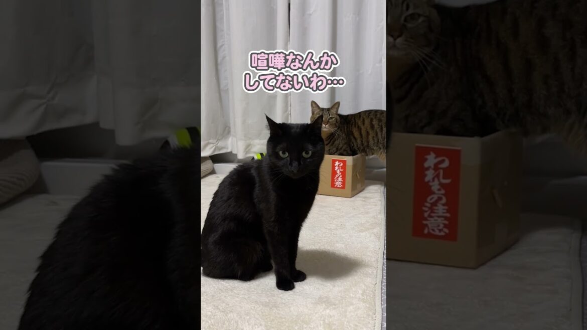 喧嘩勃発、この後まさかの展開に…