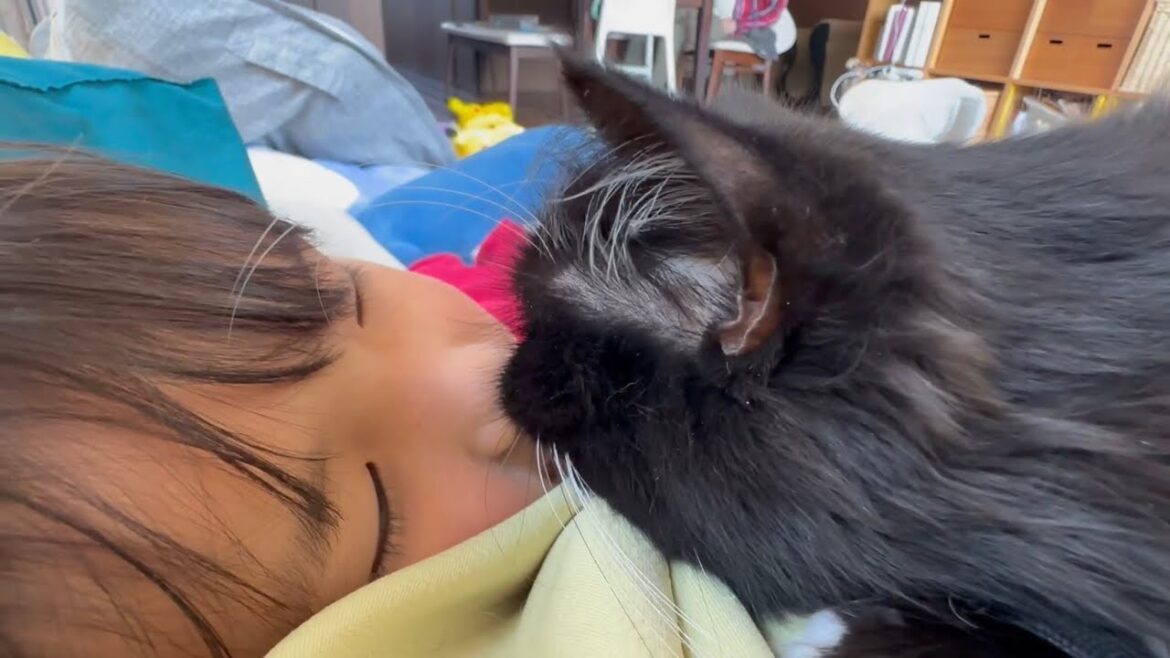 半外空間で寛ぐ猫　ノルウェージャンフォレストキャットA cat relaxing on a wooden deck. Norwegian Forest Cat.