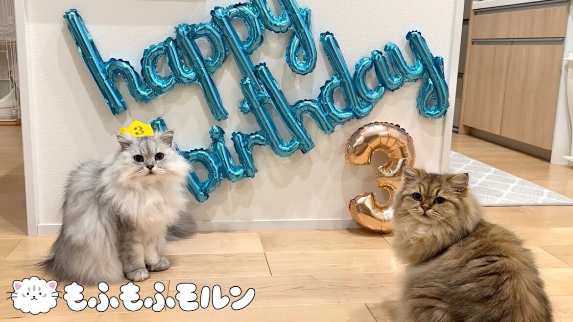 もふもふ猫の3歳の誕生日！ 【サイベリアン】