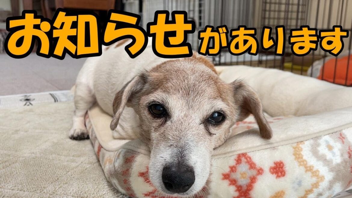 【お知らせ】サブチャンネルを開設しました 【お知らせ】サブチャンネルを開設しました