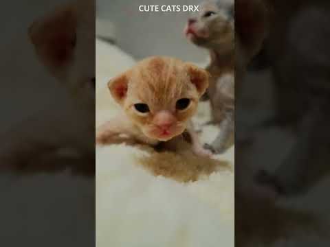 What do kittens look like when they’re 2 weeks old? #shorts What do kittens look like when they're 2 weeks old? #shorts