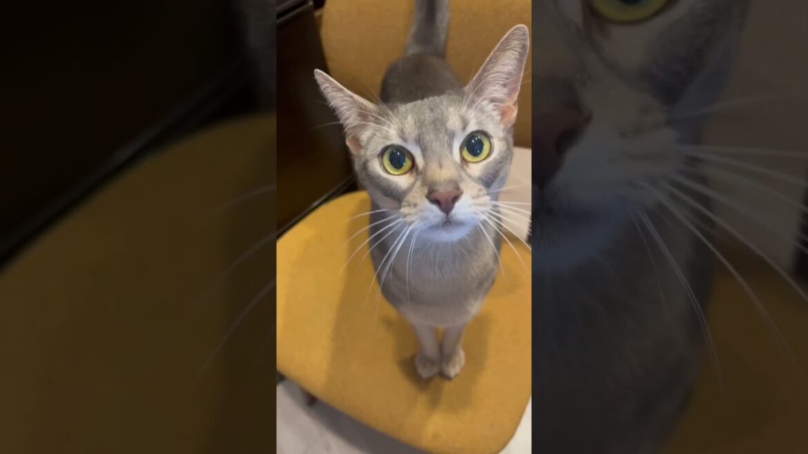 怪盗ねこさん現る #shorts #猫 #アビシニアン