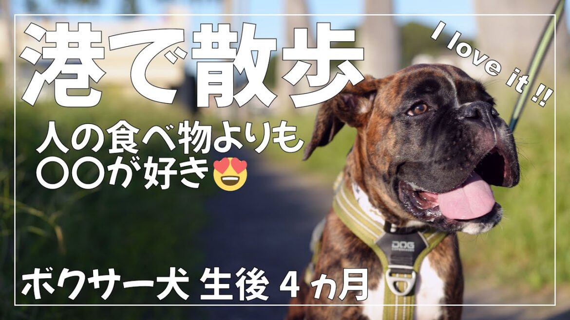ボクサー犬 子犬 くろさんは 人の食べ物よりも○○が好き！