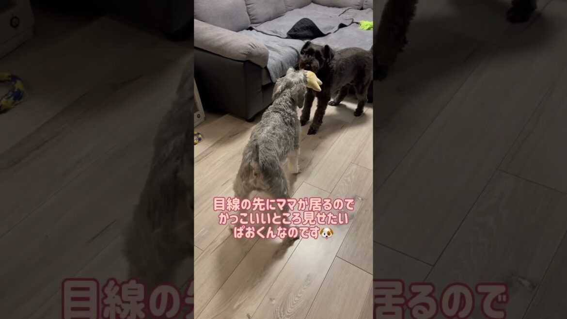 【れおぱおチャンネル】ママにかっこいいところ見せたいぱおくんなのです🐶　#愛犬  #多頭飼い  #シュナウザー  #れおぱおチャンネル  #dog