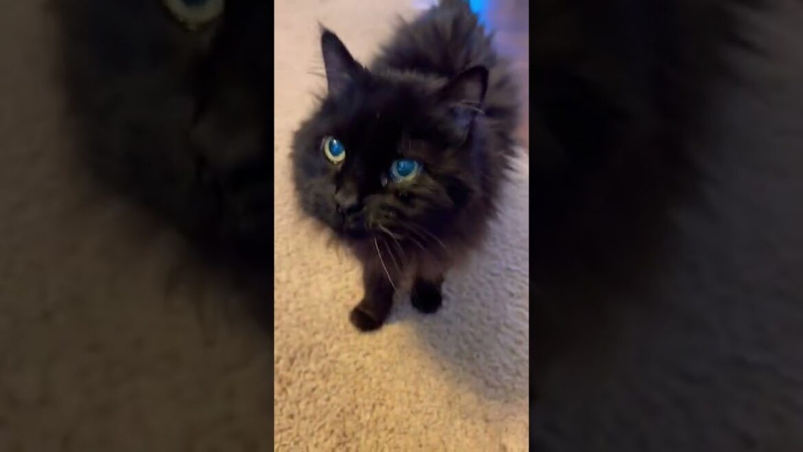 Even in old age the meow is still cute!