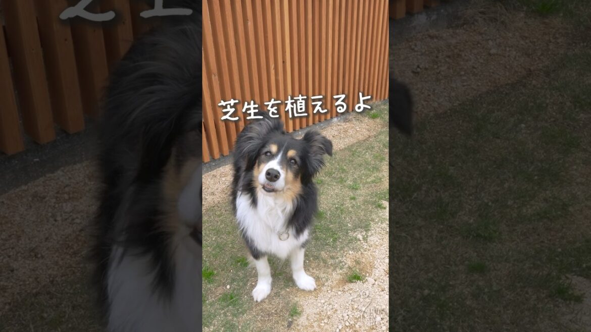 愛犬と一緒に芝生を植えるよ！　#ボーダーコリー #オーストラリアンシェパード #dog