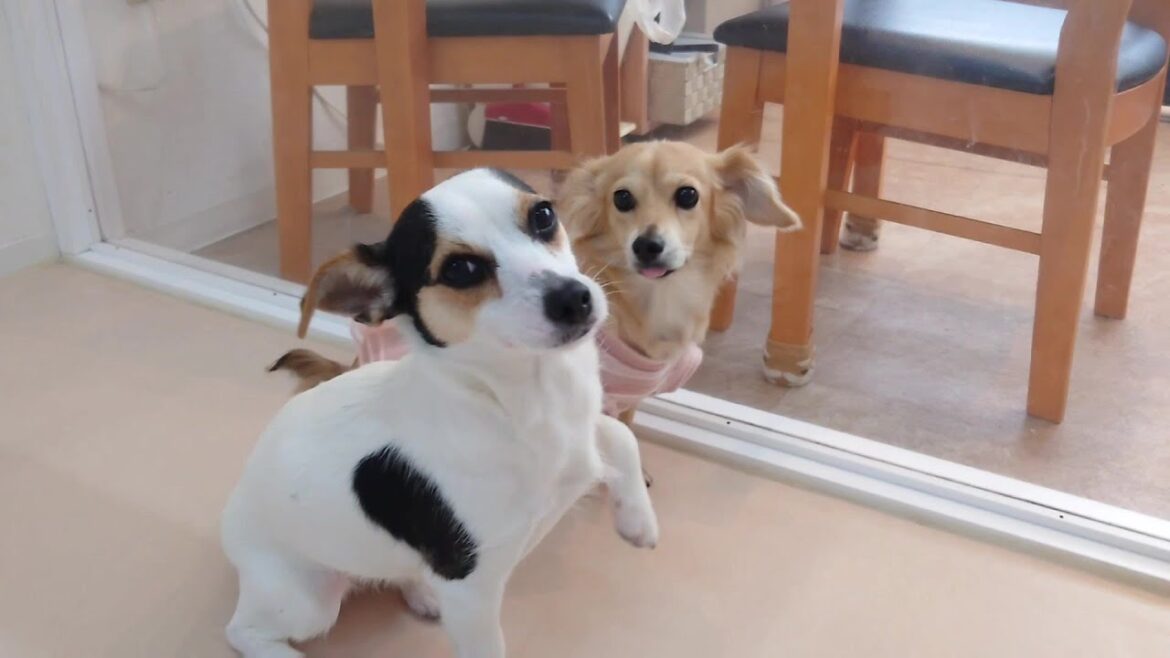 チワジャックとチワックス、チワの血を継ぐ者たち　🐶ひみつきちなう！①🐶  2024年4月13日