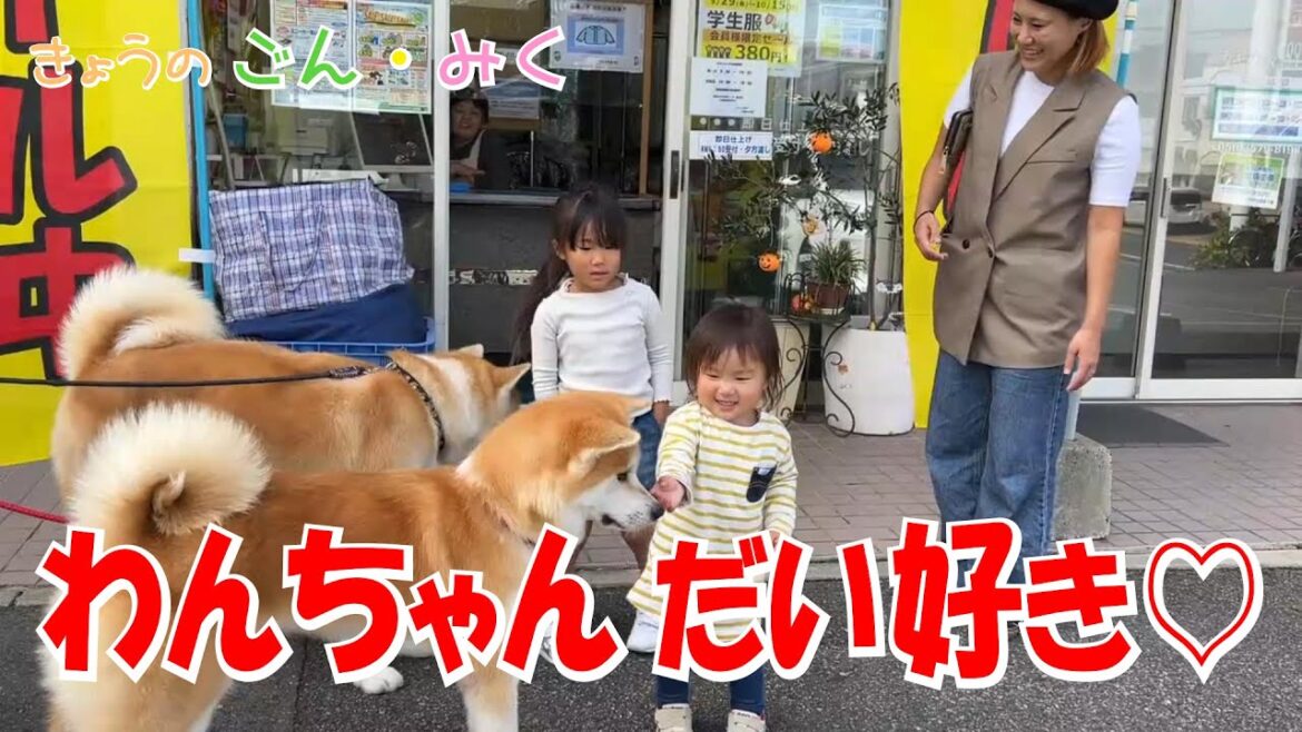 わんちゃん大好き姉妹♡ それから…○○○○〇も登場♡ 今日のごん・みく♡ 秋田犬【ごん・みく チャンネル】 わんちゃん大好き姉妹♡ それから…○○○○〇も登場♡ 今日のごん・みく♡ 秋田犬【ごん・みく チャンネル】