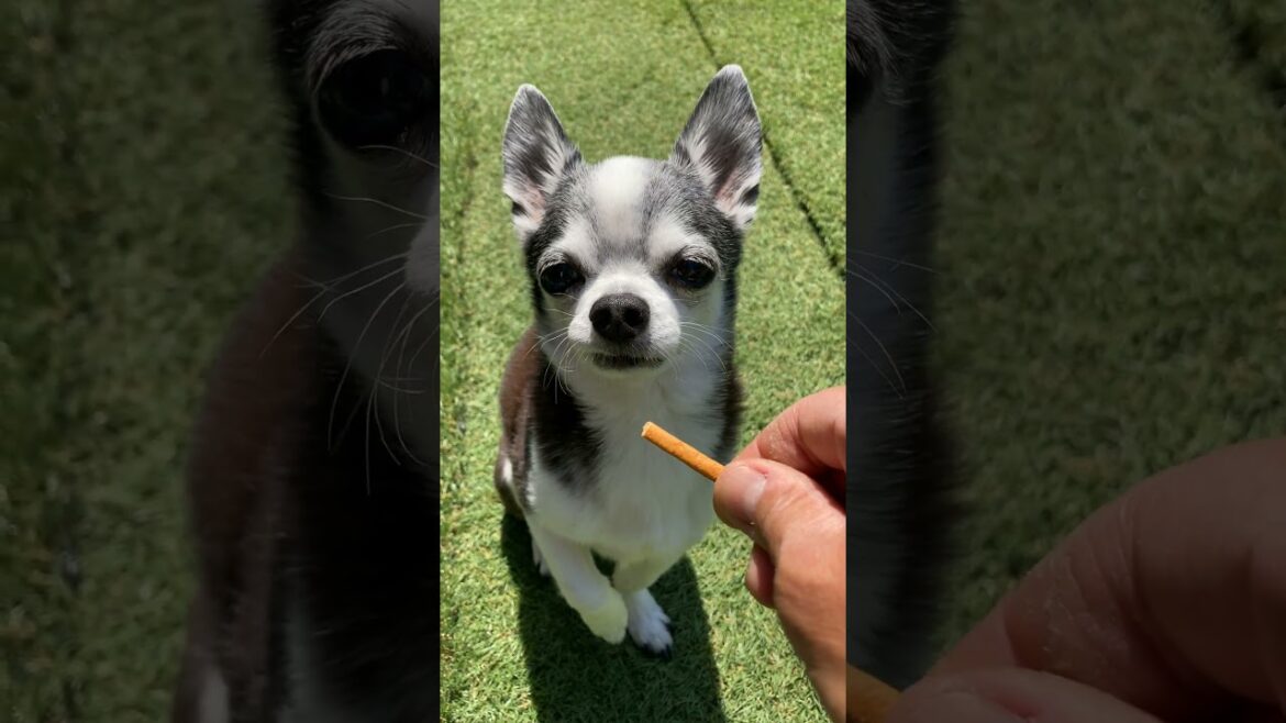 スムースコートチワワ ちび太くん マテからの～ヨ、ヨ、ヨシ！ #Shorts #dog