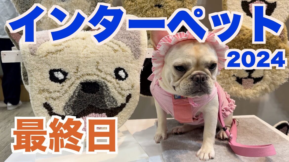 インターペット2024 最終日 【 フレンチブルドッグ french_bulldog 】 ５ブヒ号忘れてピンチ！