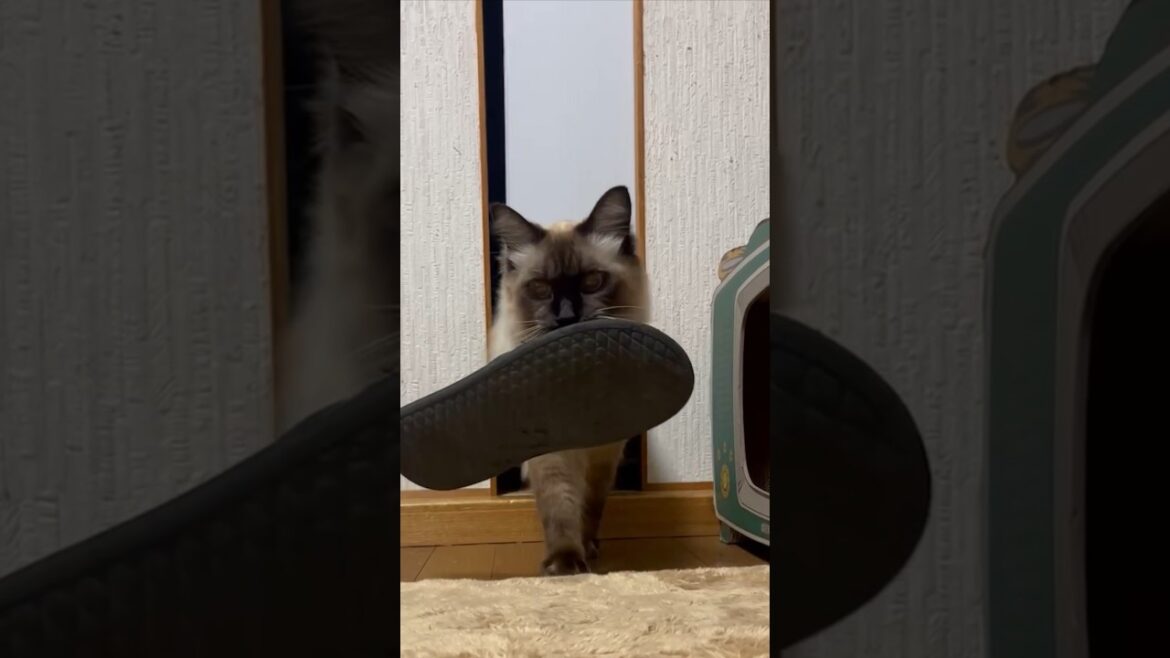 スリッパを運ぶ猫のモカちゃんです。 #ねこ #シャム #Cat #Siamese