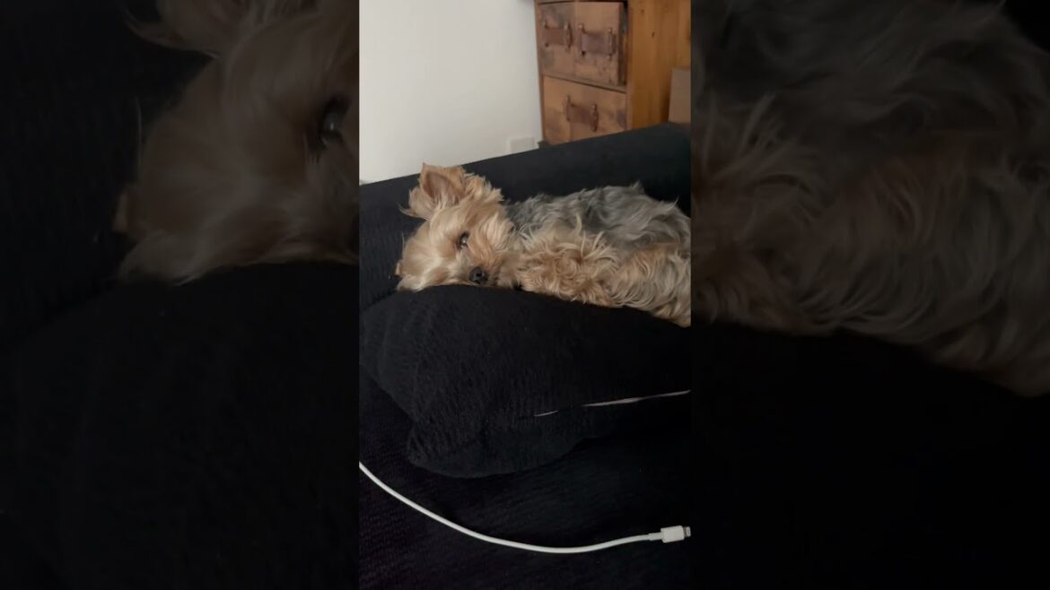 お花見とお散歩のあとは当然眠たくなる斜陽さん🐶💤