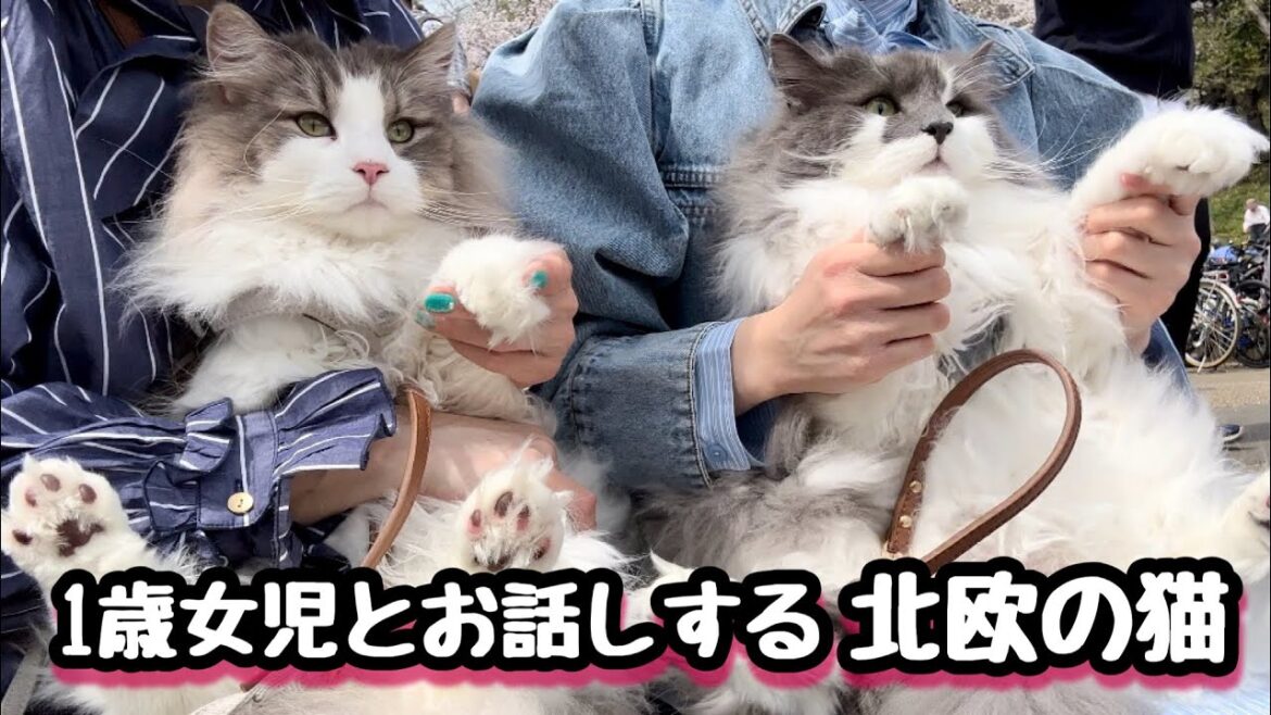花見でアイドルに❗️1歳女子と会話するノルウェージャンフォレストキャット