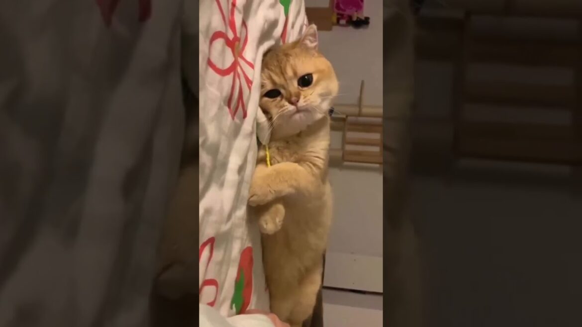 when u tired 😖😖 #tired #funny #kitty #xwildlifex #lovely