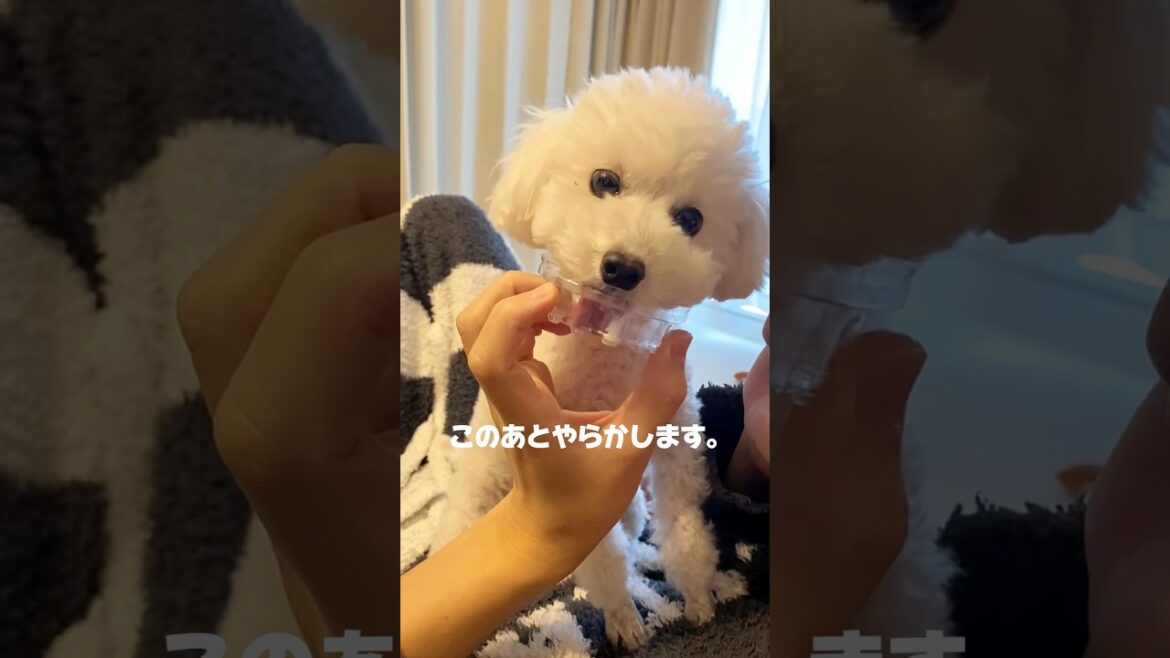 欲をかいてしまい怒られる犬　#トイプードル #トイプードルみみと暮らす #犬 #ペット #子犬 #犬のいる暮らし #犬のいる生活 #イッヌ
