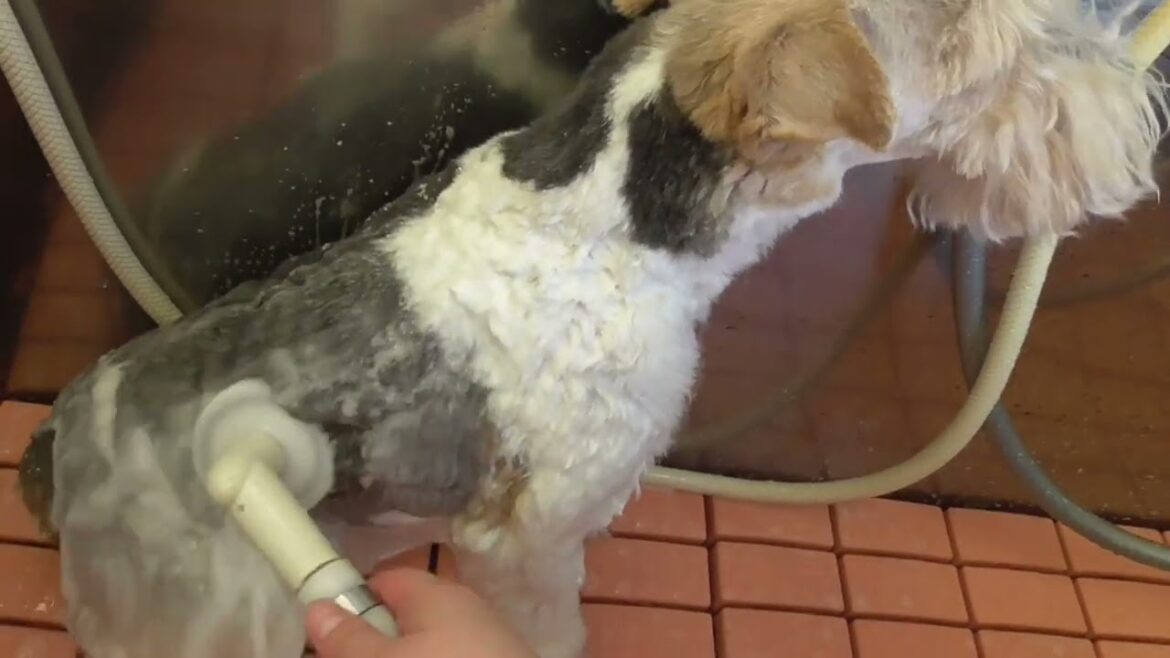 ワイヤーフォックステリアの桃ちゃん