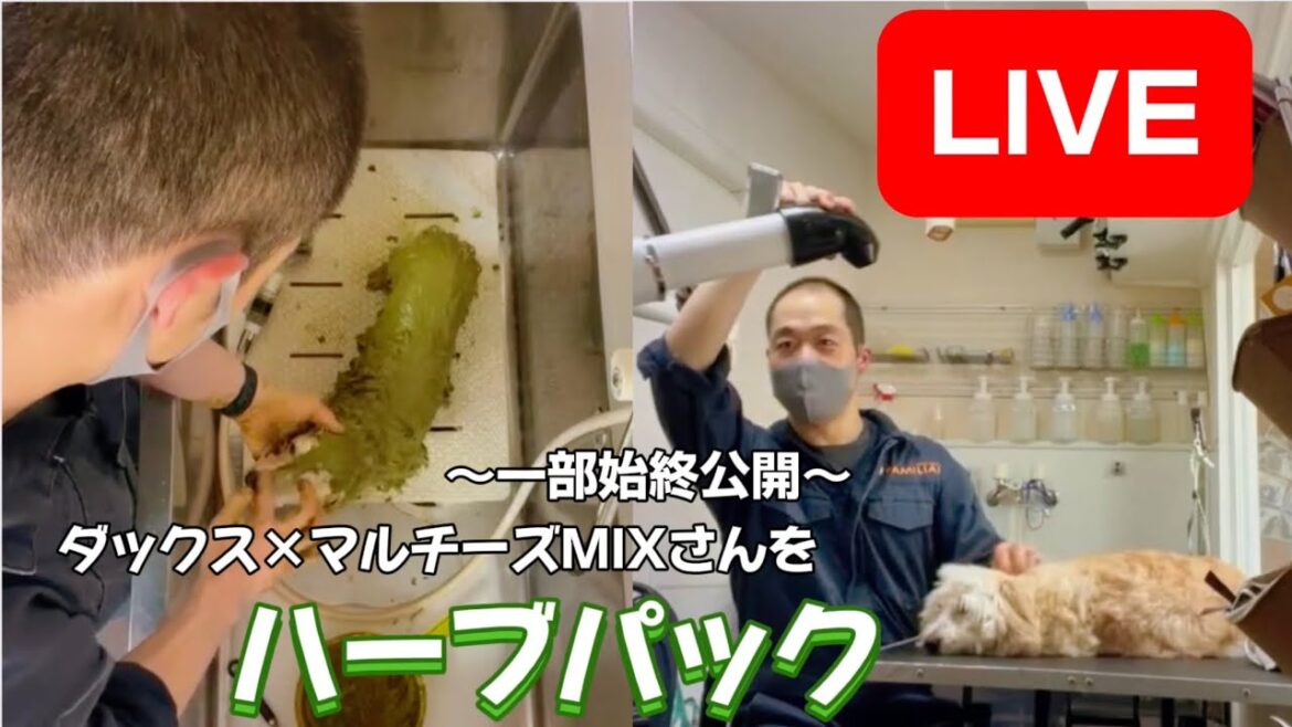 ダックスとマルチーズMIXワンコさんハーブパックLIVE！