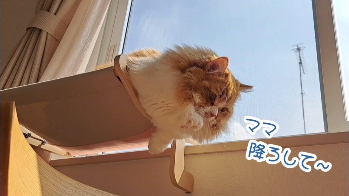 【マンチカン】高い所が好きだけど、短足すぎて登り降りできない猫がかわいい
