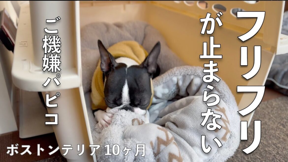 メル10ヶ月（お気に入りに感触に没頭、寝顔）【Boston Terrier Meru】