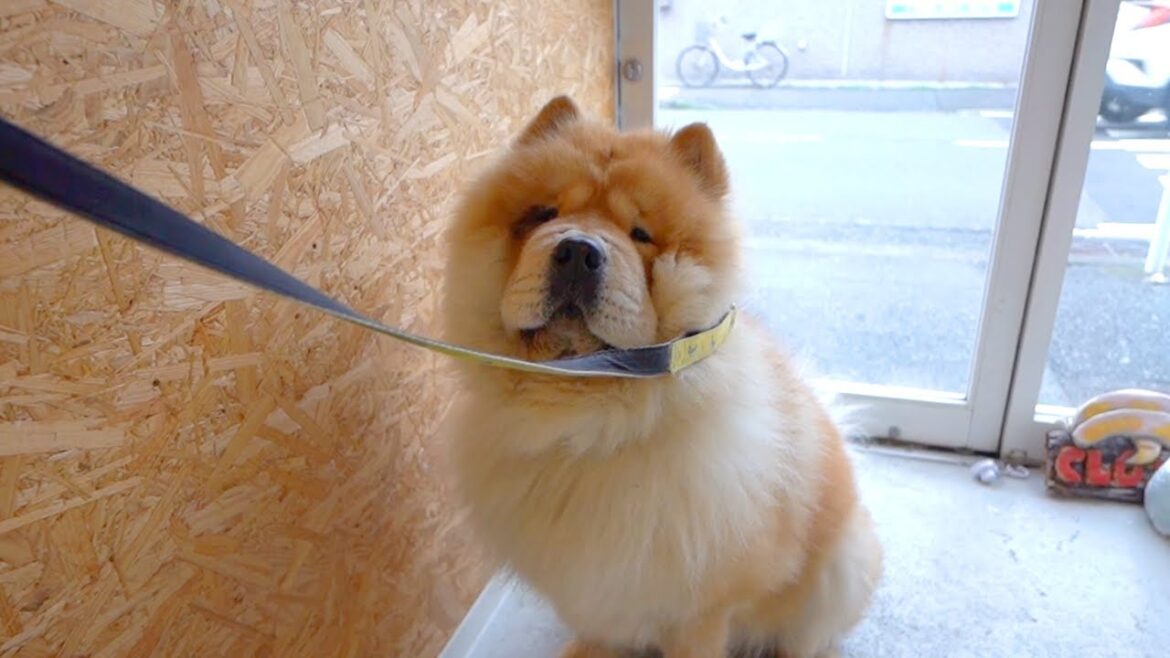 雨が降りそうで散歩に行けるか気が気でないチャウチャウ犬