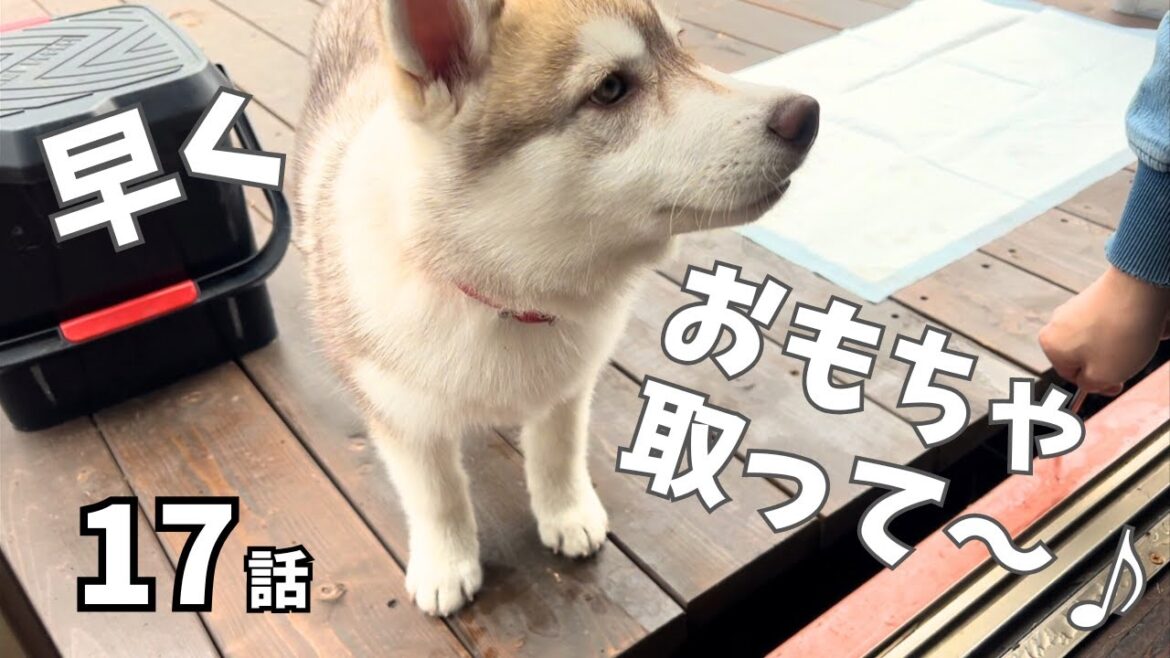 【シベリアンハスキーと薪ストーブ】ハスキーとコンテナハウス生活/田舎暮らし/宝物を隠したいけれど隠せない!/薪ストーブの見守り係/猫とハスキーの初対面/きつねダンス ◆ #17/北の開拓者 【シベリアンハスキーと薪ストーブ】ハスキーとコンテナハウス生活/田舎暮らし/宝物を隠したいけれど隠せない!/薪ストーブの見守り係/猫とハスキーの初対面/きつねダンス ◆ #17/北の開拓者