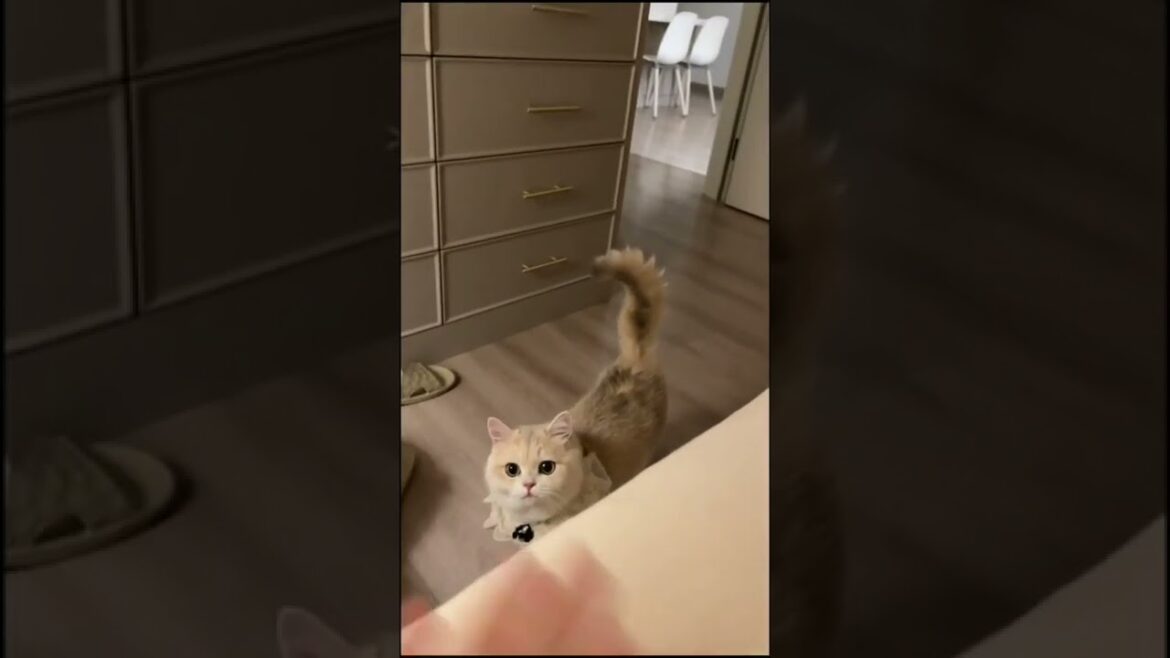 She love me lots ๐๐ #love #kitty #puppy #xwildlifex #cutest She love me lots ๐๐ #love #kitty #puppy #xwildlifex #cutest