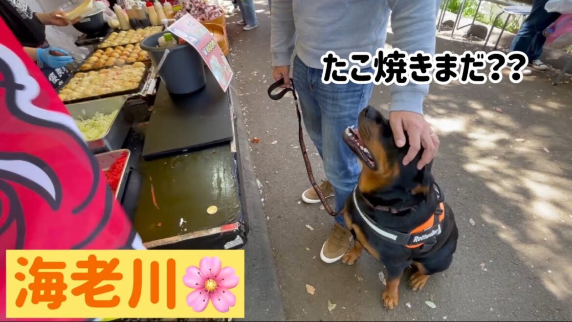超大型犬と一緒でも楽しめる花見スポット【千葉県】