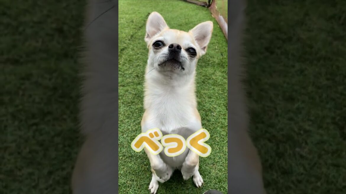 スムースコートチワワ きな子ちゃん ベックからの～ヨ、ヨ、ヨシ！ #Shorts #dog