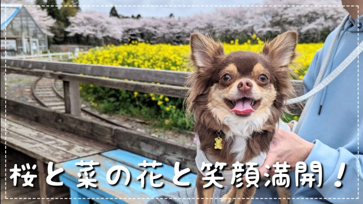 【チワワの休日】キレイな景色に大感動！愛犬と成田ゆめ牧場へ行ってみた！＆実家にお泊りして夜桜を楽しむ♪【チワワ】【チョコタン】