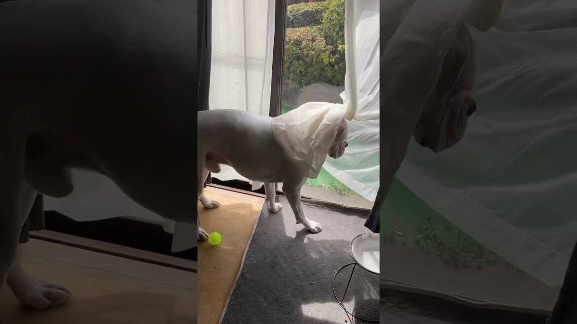 僕、ドレスもいけるかもしれない　ボクサー犬