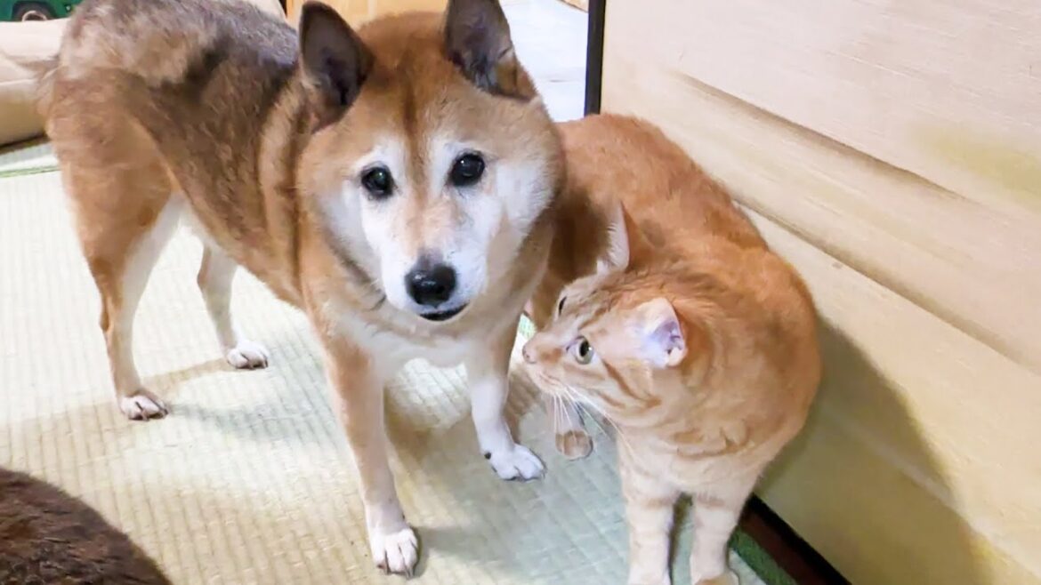 お互い信頼している柴犬2匹のおかげで猫たちは幸せに暮らせてます