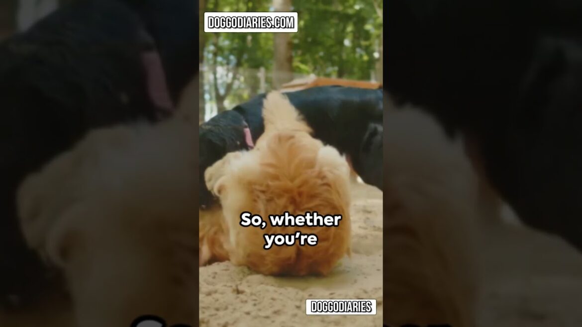 German shepherd vs Labrador, German Shepherd temperament, Labrador vs German shepherd which is best
