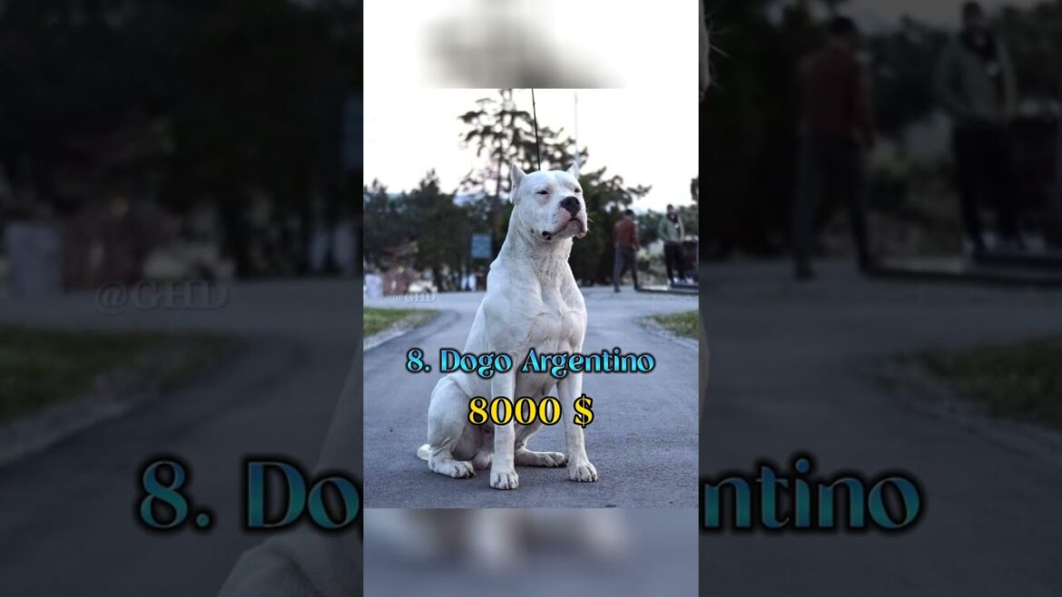 Top 10 Most Expensive Dog Breeds in the World 😱🔥 #shorts