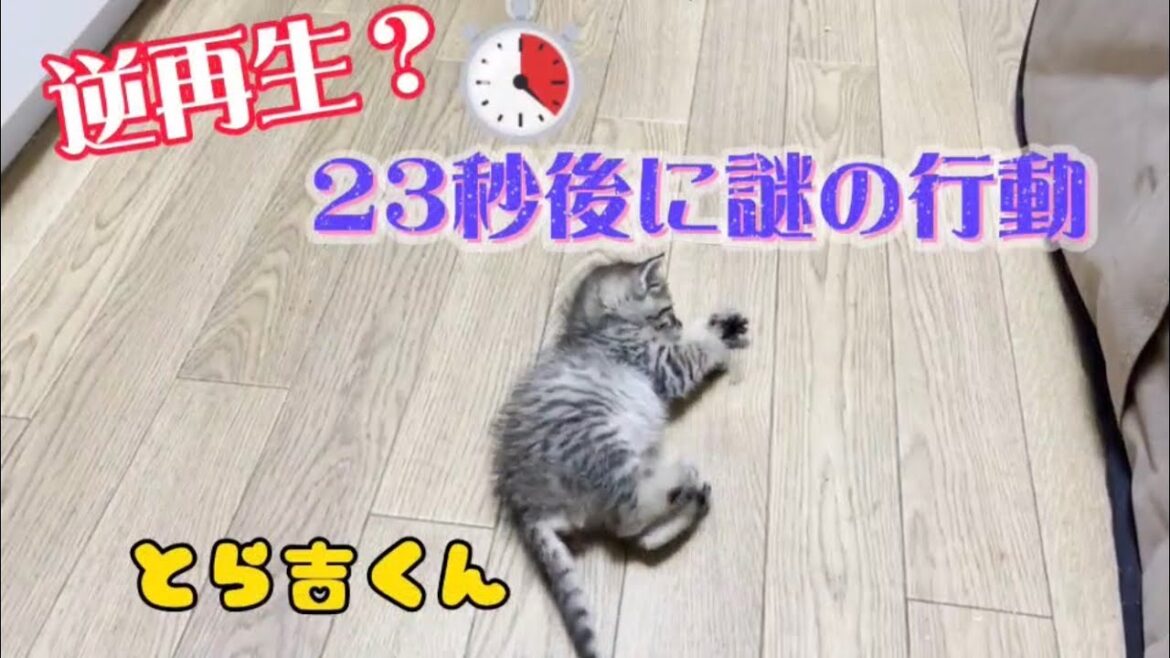 【23秒後に注目】逆再生みたいな動きをする子猫【とら吉】#shorts