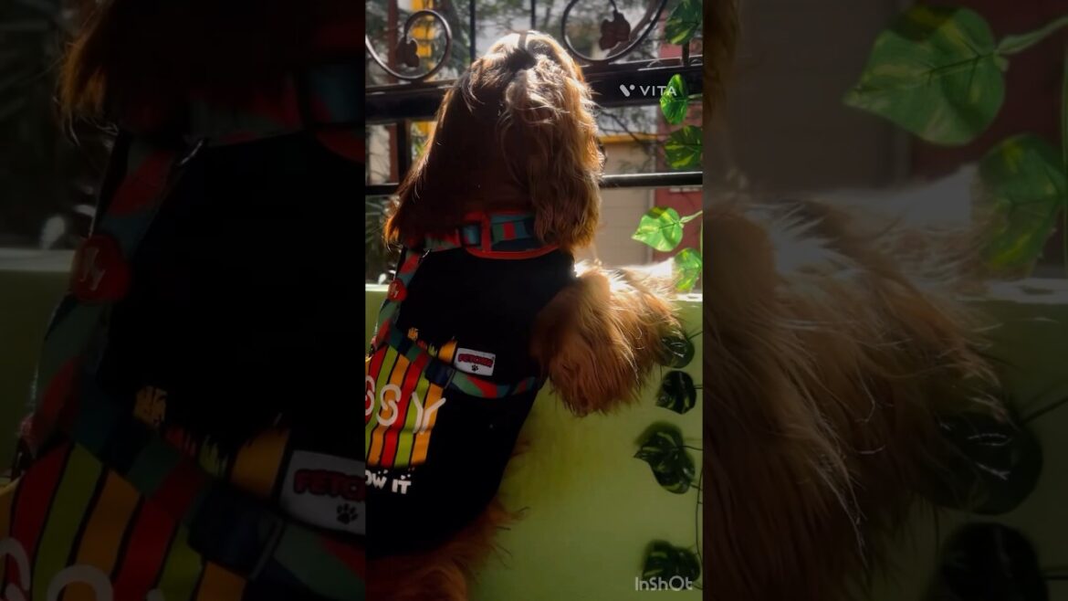 😱🫢Suspicious Activity Alert!  Oakley on Watch! #shorts #dog #cockerspaniel