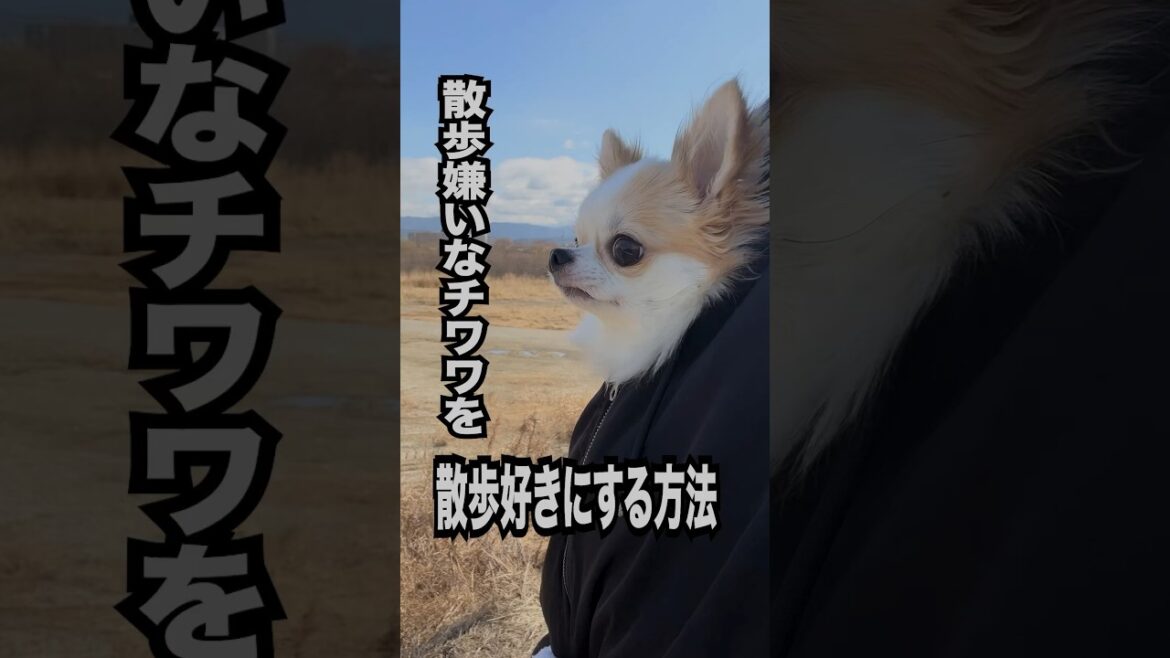 【散歩好きにする方法教えます】