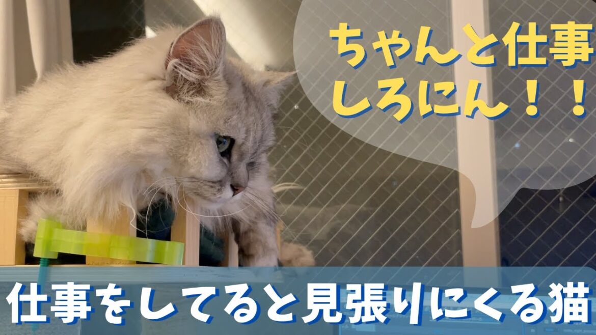 仕事をしてると見張りにくる猫｜ラガマフィンのラガさん