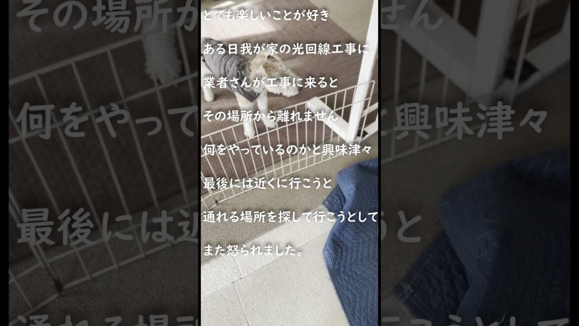 ワイヤーフォックステリアさん興味津々 #wirefoxterrier #shorts