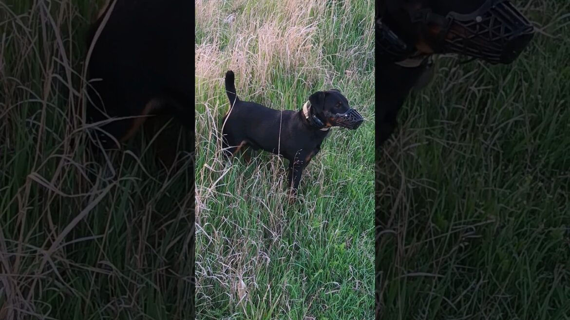 ⚡Рубик⚡ на страже охрана ягдтерьер jagdterrier